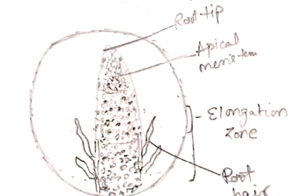 Kraken onion сайта